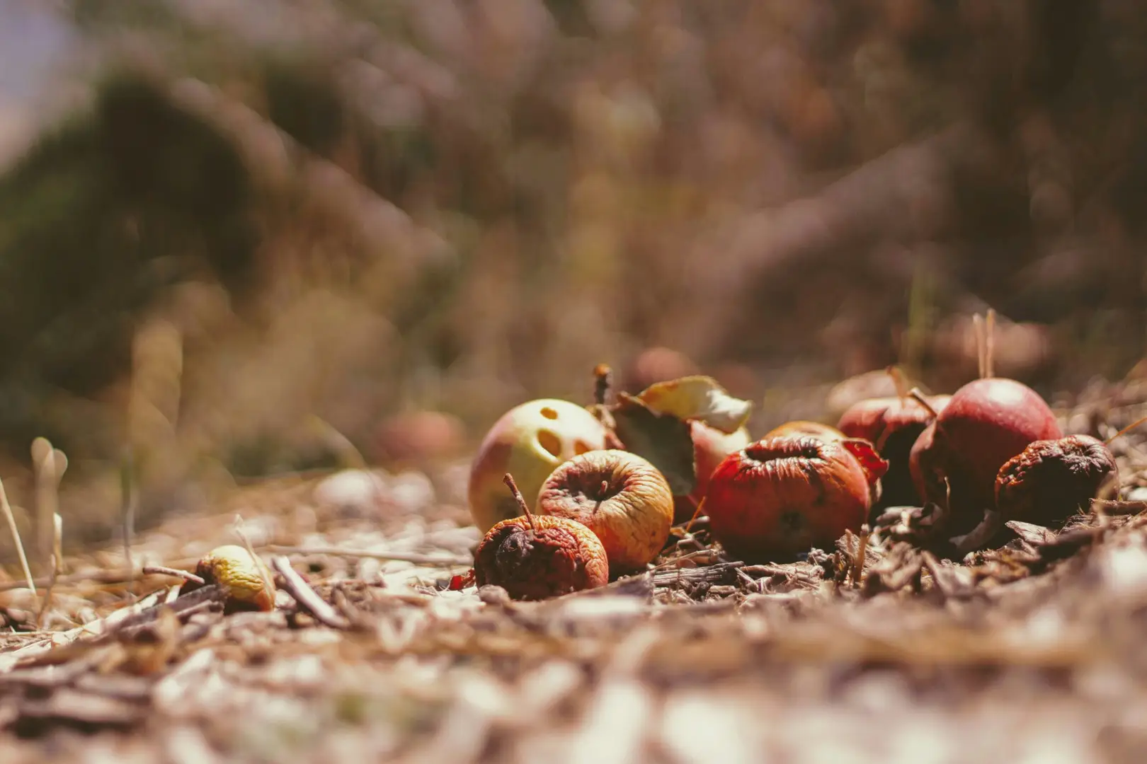 Das Bild zeigt verrotende Äpfel auf einem Waldboden.